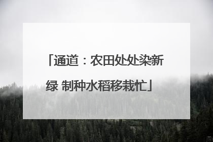 通道：农田处处染新绿 制种水稻移栽忙