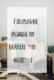 金杏压枝香满园 帮扶结出“幸福果”