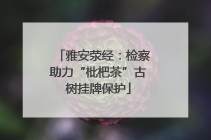 雅安荥经：检察助力“枇杷茶”古树挂牌保护