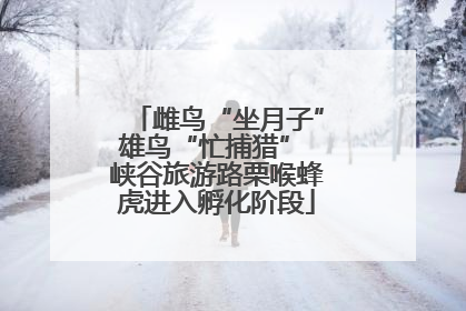 雌鸟“坐月子”雄鸟“忙捕猎” 峡谷旅游路栗喉蜂虎进入孵化阶段