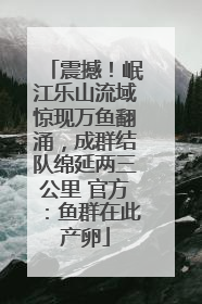 震撼！岷江乐山流域惊现万鱼翻涌，成群结队绵延两三公里 官方：鱼群在此产卵