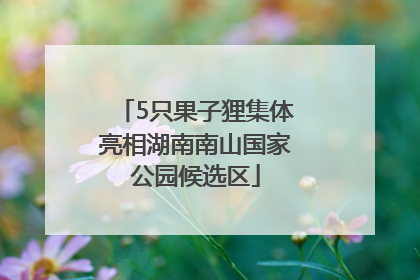 5只果子狸集体亮相湖南南山国家公园候选区