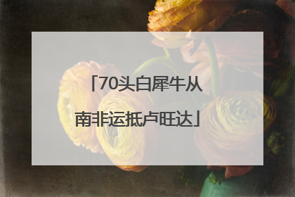 70头白犀牛从南非运抵卢旺达